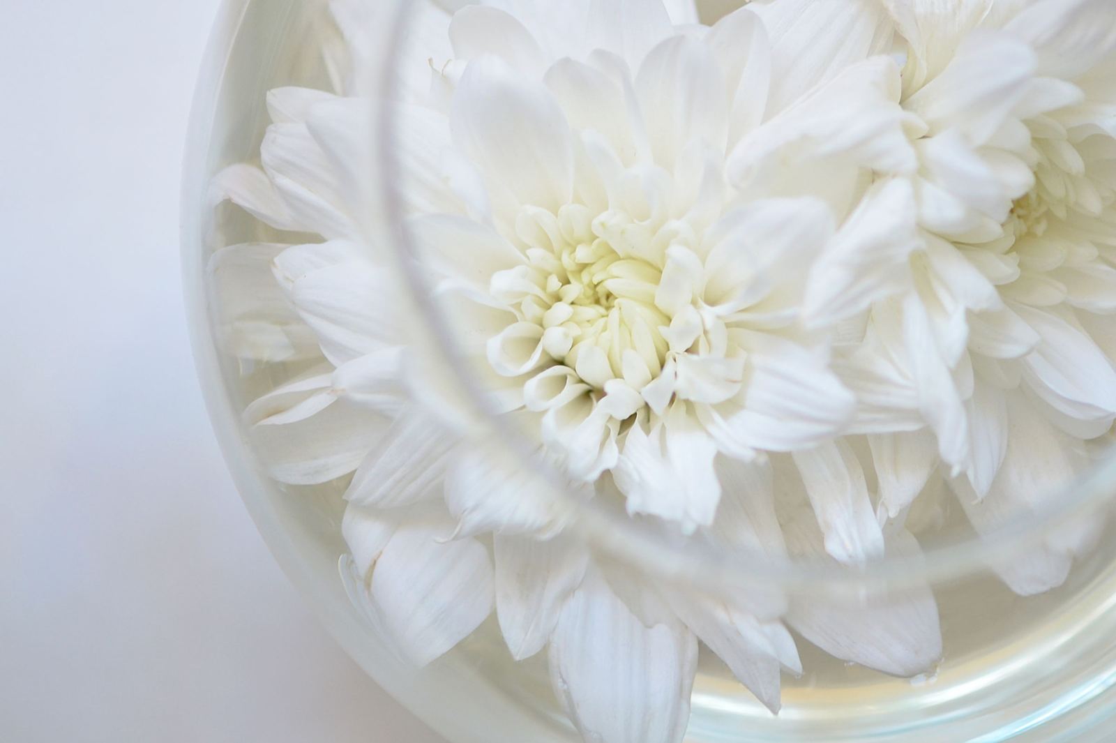 A white chrysanthemum floating in a clear glass bowl of water, seen close up