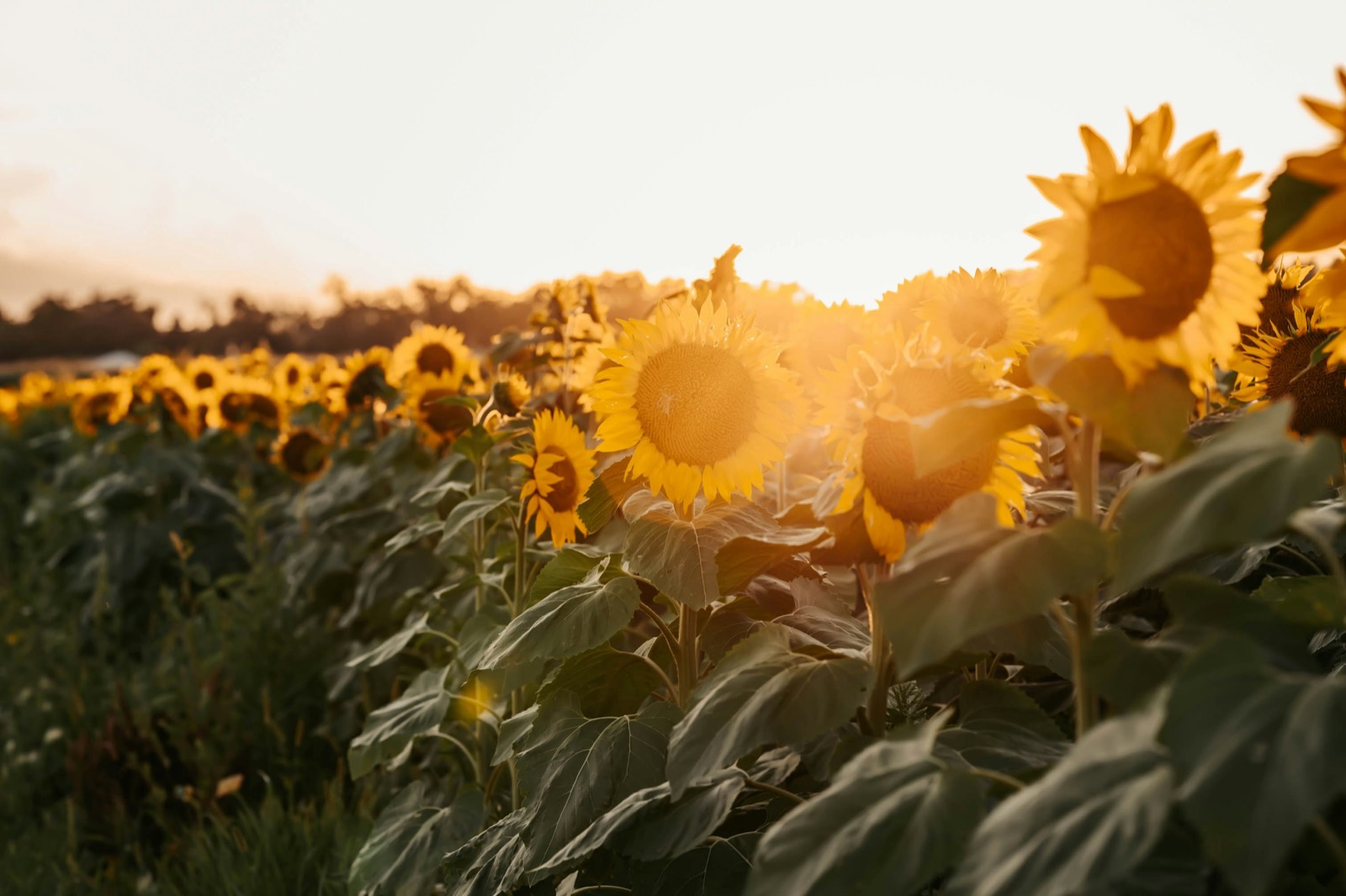 A field of bright sunflowers glowing in warm golden sunset light under a soft pale sky