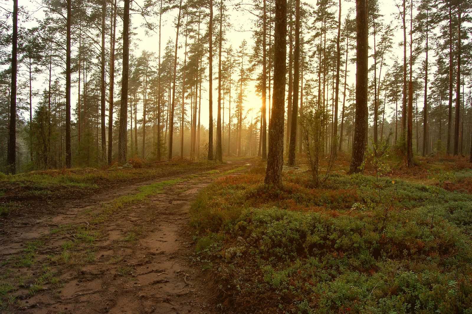 Sonnenaufgangslicht bricht durch Nebel zwischen hohen Kiefern an einem Waldweg